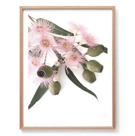 Pink Gum Blossom Print - Portrait
