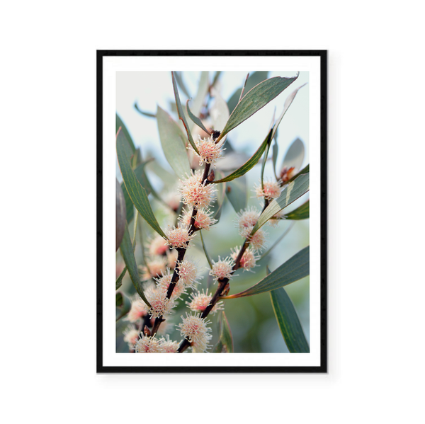 Native Blossom Photography Print
