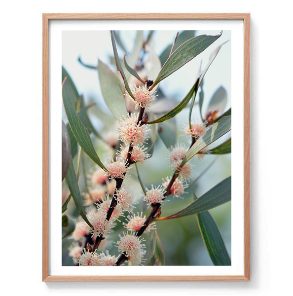 Native Blossom Photography Print