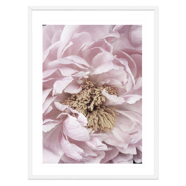 Pink Peony Print-Art for Interiors-Online Framed-Australian Made Wall Art-Milk n Honey Designs