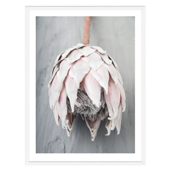 Dried Protea II Print-Art for Interiors-Online Framed-Australian Made Wall Art-Milk n Honey Designs