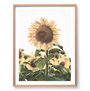 Sunflowers Wall Art Print