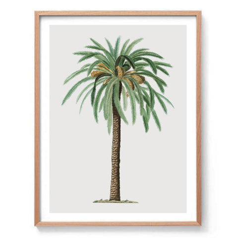 Botanical Palm Tree Illustration Print