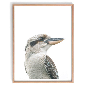 Kookaburra Photographic Print-Art for Interiors-Online Framed-Australian Made Wall Art-Milk n Honey Designs