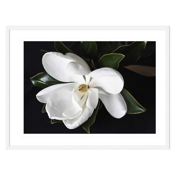 Magnolia in Bloom Print-Art for Interiors-Online Framed-Australian Made Wall Art-Milk n Honey Designs