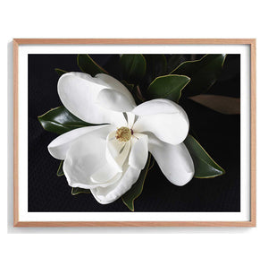 Magnolia in Bloom Print-Art for Interiors-Online Framed-Australian Made Wall Art-Milk n Honey Designs