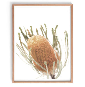 Banksia Photography Print-Art for Interiors-Online Framed-Australian Made Wall Art-Milk n Honey Designs