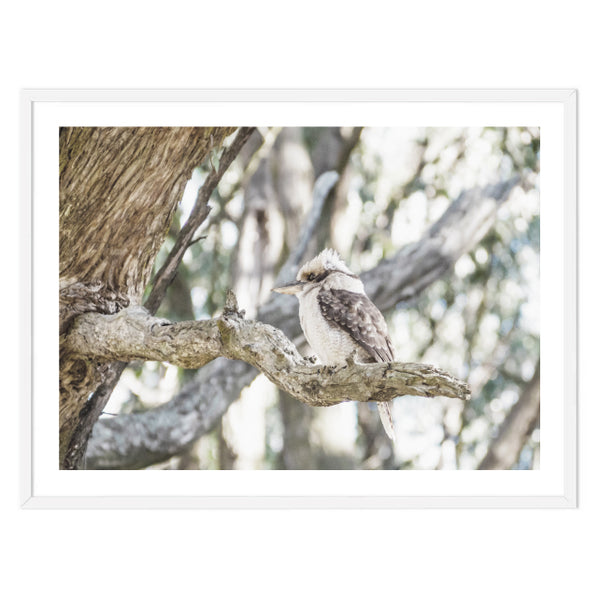 Kookaburra in the Gum Tree Print