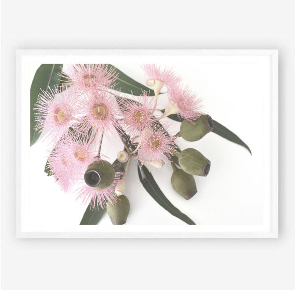 Pink Gum Blossom Print - Landscape-Art for Interiors-Online Framed-Australian Made Wall Art-Milk n Honey Designs