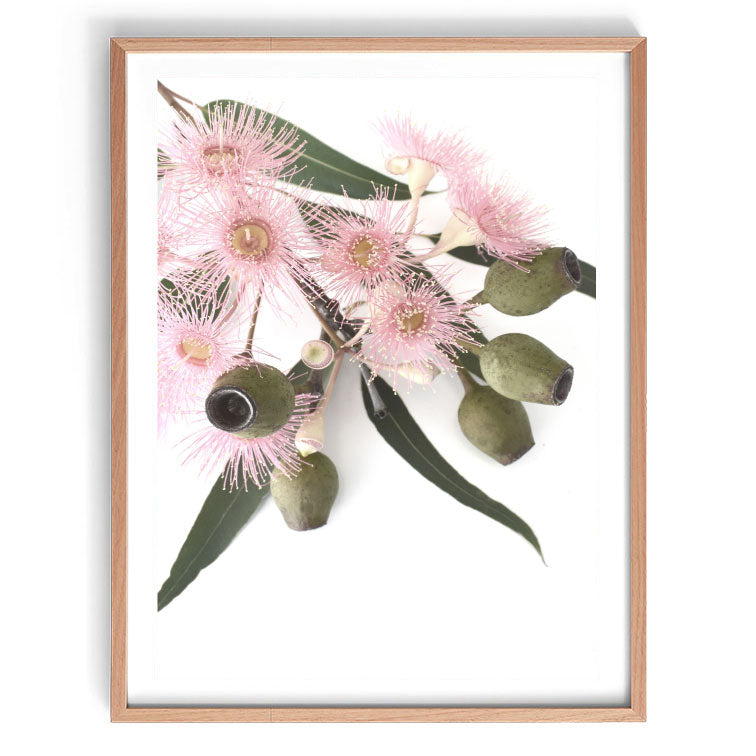 Pink Gum Blossom Unframed 60x90cm Print-Art for Interiors-Online Framed-Australian Made Wall Art-Milk n Honey Designs