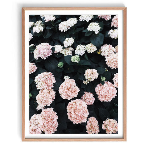 Hydrangea Garden Print-Art for Interiors-Online Framed-Australian Made Wall Art-Milk n Honey Designs