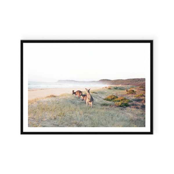 Grazing Beach Kangaroos Print