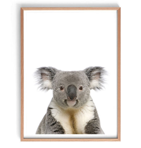 Koala Photographic Print-Art for Interiors-Online Framed-Australian Made Wall Art-Milk n Honey Designs