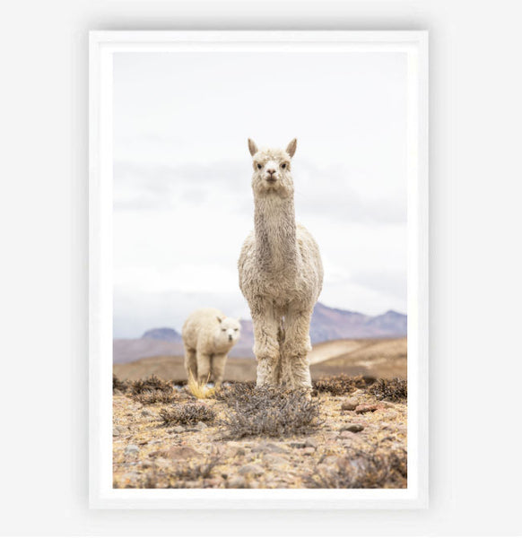 Llama Llama Print-Art for Interiors-Online Framed-Australian Made Wall Art-Milk n Honey Designs