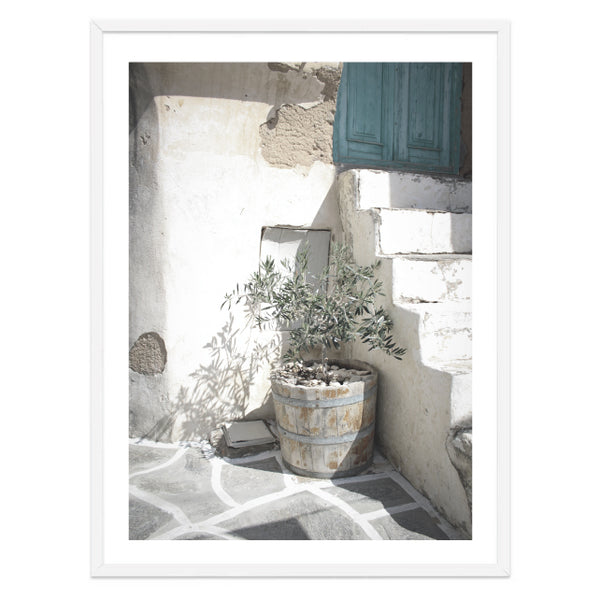 Olive Tree Photography Print