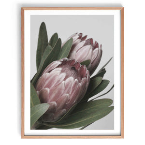Protea in Bloom Print-Art for Interiors-Online Framed-Australian Made Wall Art-Milk n Honey Designs