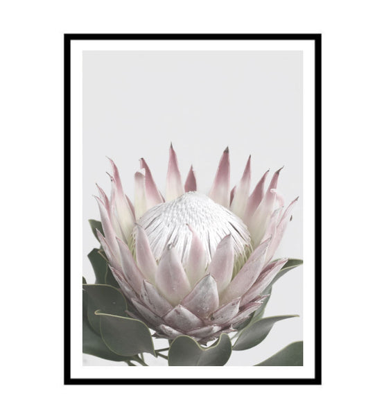 Protea in Bloom II Print-Art for Interiors-Online Framed-Australian Made Wall Art-Milk n Honey Designs