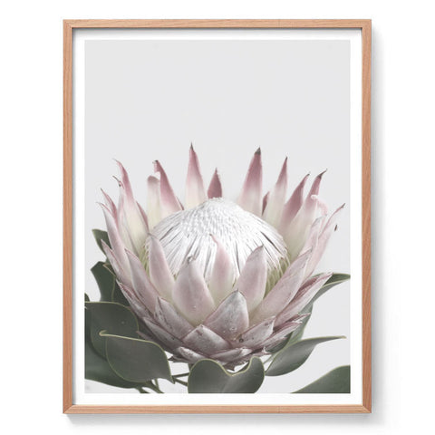 Protea in Bloom II Print-Art for Interiors-Online Framed-Australian Made Wall Art-Milk n Honey Designs