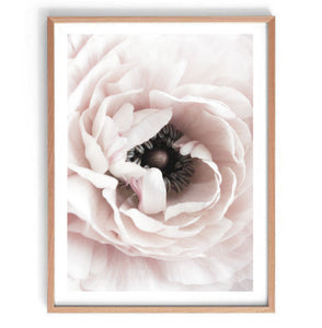 Ranunculus Flower I Print-Art for Interiors-Online Framed-Australian Made Wall Art-Milk n Honey Designs