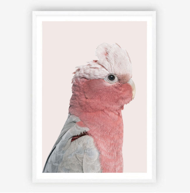 Rosie the Pink Cockatoo-Art for Interiors-Online Framed-Australian Made Wall Art-Milk n Honey Designs