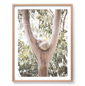 Sleeping Koala Print